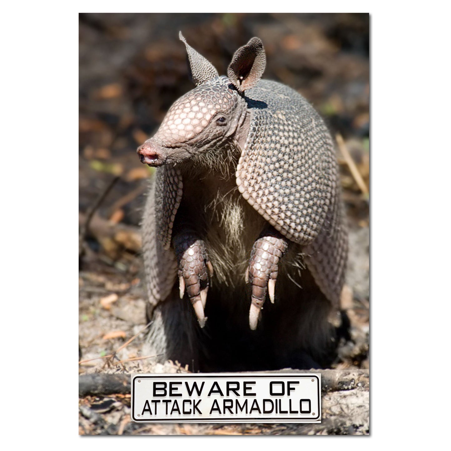 Beware of Attack Armadillo Sign Solid Plastic 12 X 3