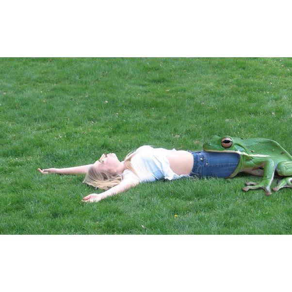 Beware of Attack Frog Sign Solid Plastic 12 X 3