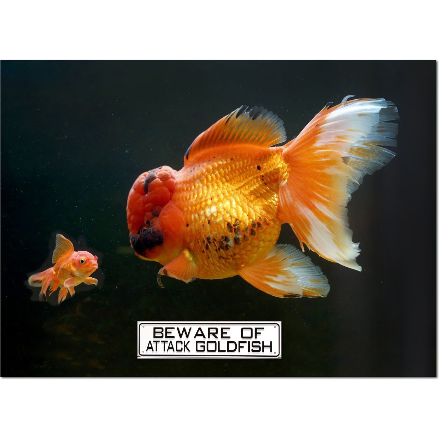 Beware Of Attack Goldfish Sign Solid Plastic 12 X 3