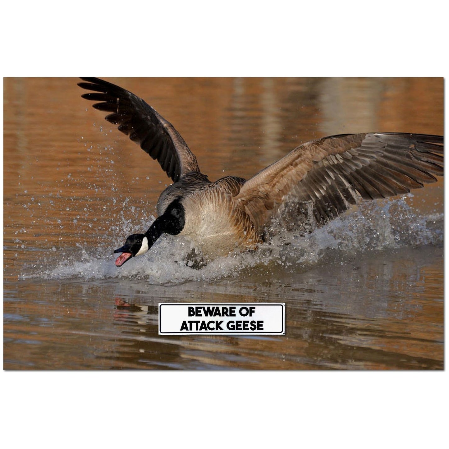 Beware Of Attack Geese Engineer Grade Reflective Aluminum Sign 12 X 3