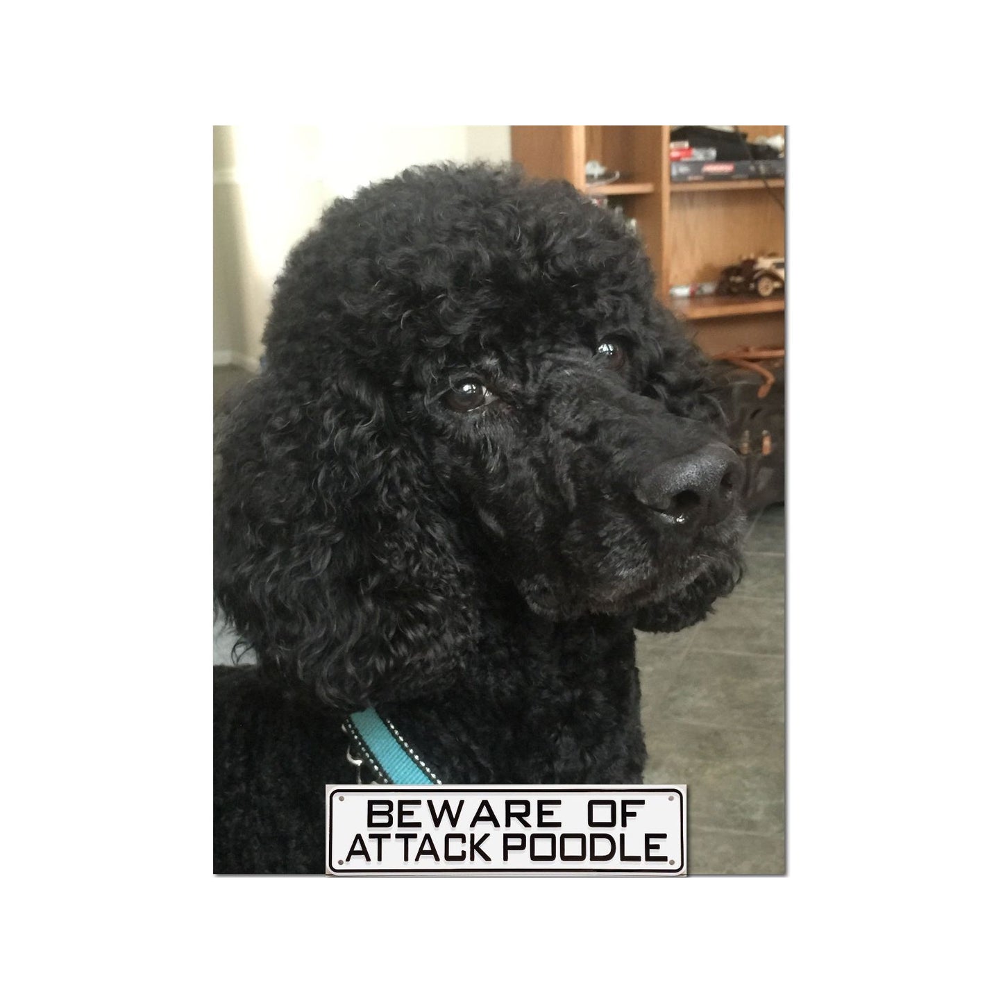 Beware Of Attack Poodle Sign Solid Plastic 12 X 3