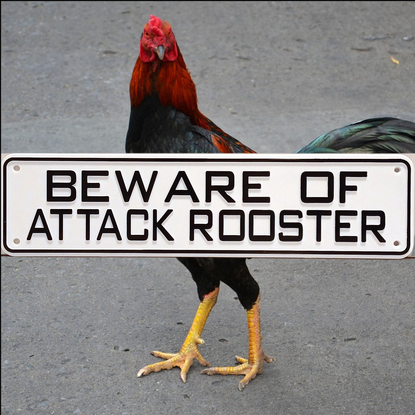 Beware Of Attack Rooster Sign Solid Plastic 12 X 3