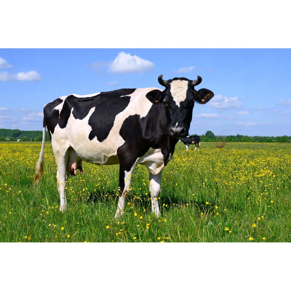 Cow Lovers Lane Sign Solid Plastic 12 X 3