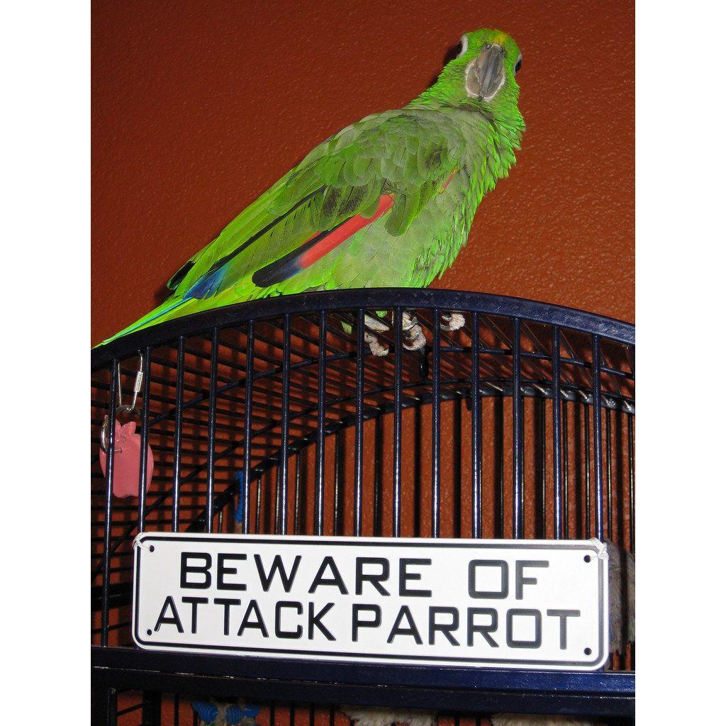 Beware Of Attack Parrot Sign Solid Plastic 12 X 3