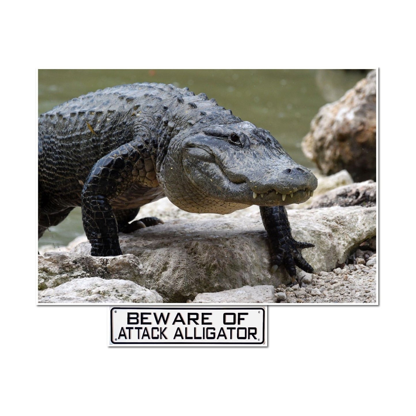 Beware Of Attack Alligator Sign Solid Plastic 12 X 3