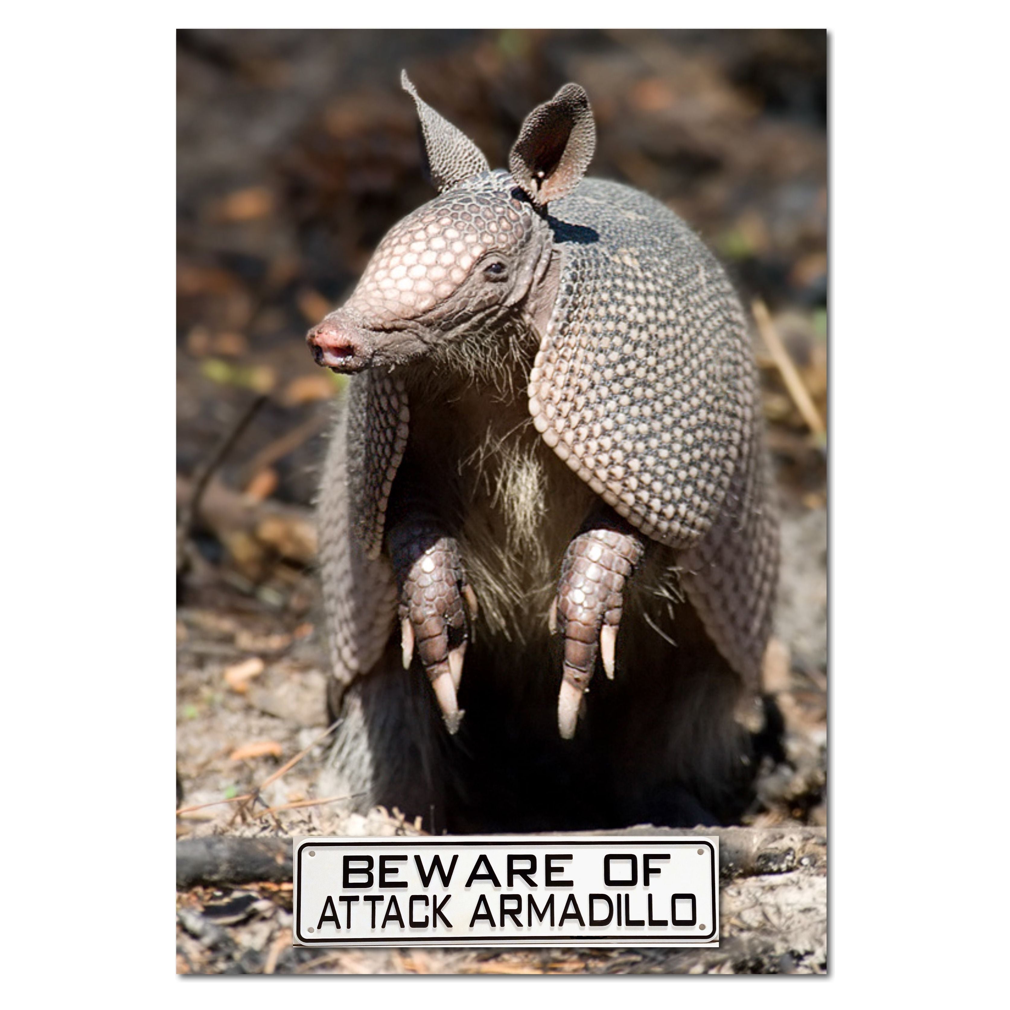 Plastic armadillo store