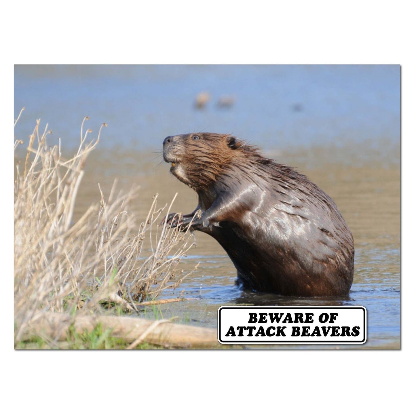 Beware Of Attack Beavers Sign Double Layered Aluminum 12 X 3