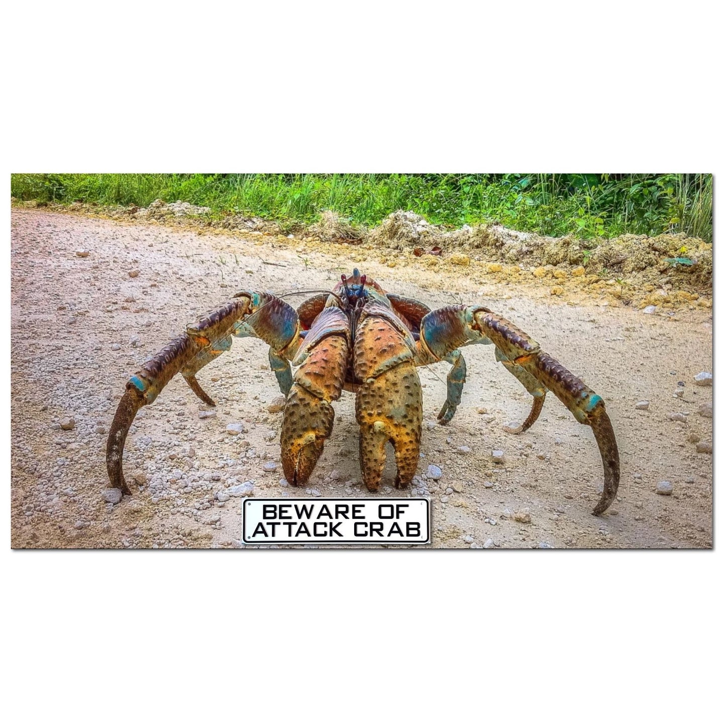 Beware of Attack Crab Sign Solid Plastic 12 X 3