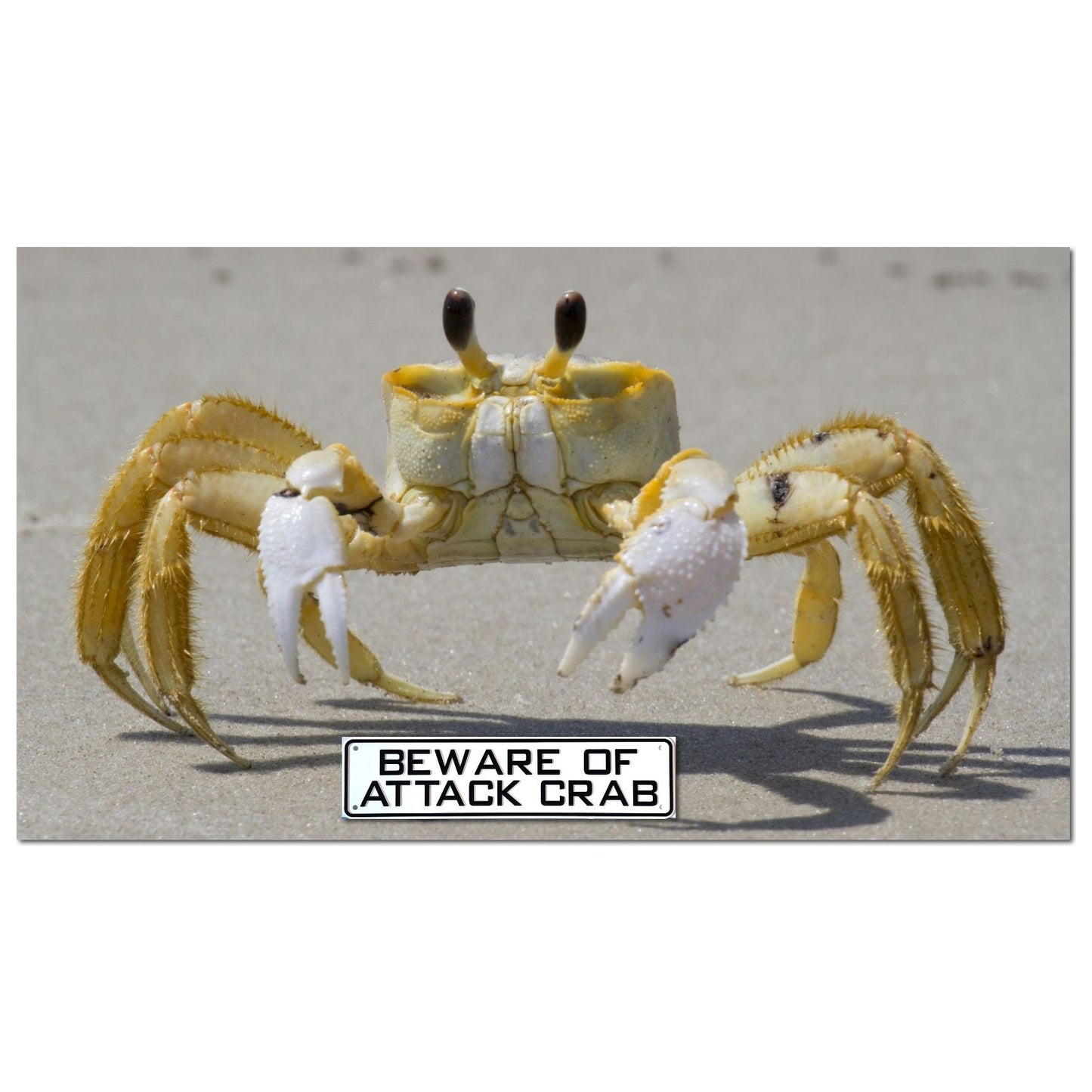 Beware of Attack Crab Sign Solid Plastic 12 X 3
