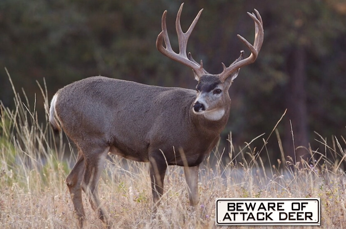 Beware of Attack Deer Sign Solid Plastic 12 X 3