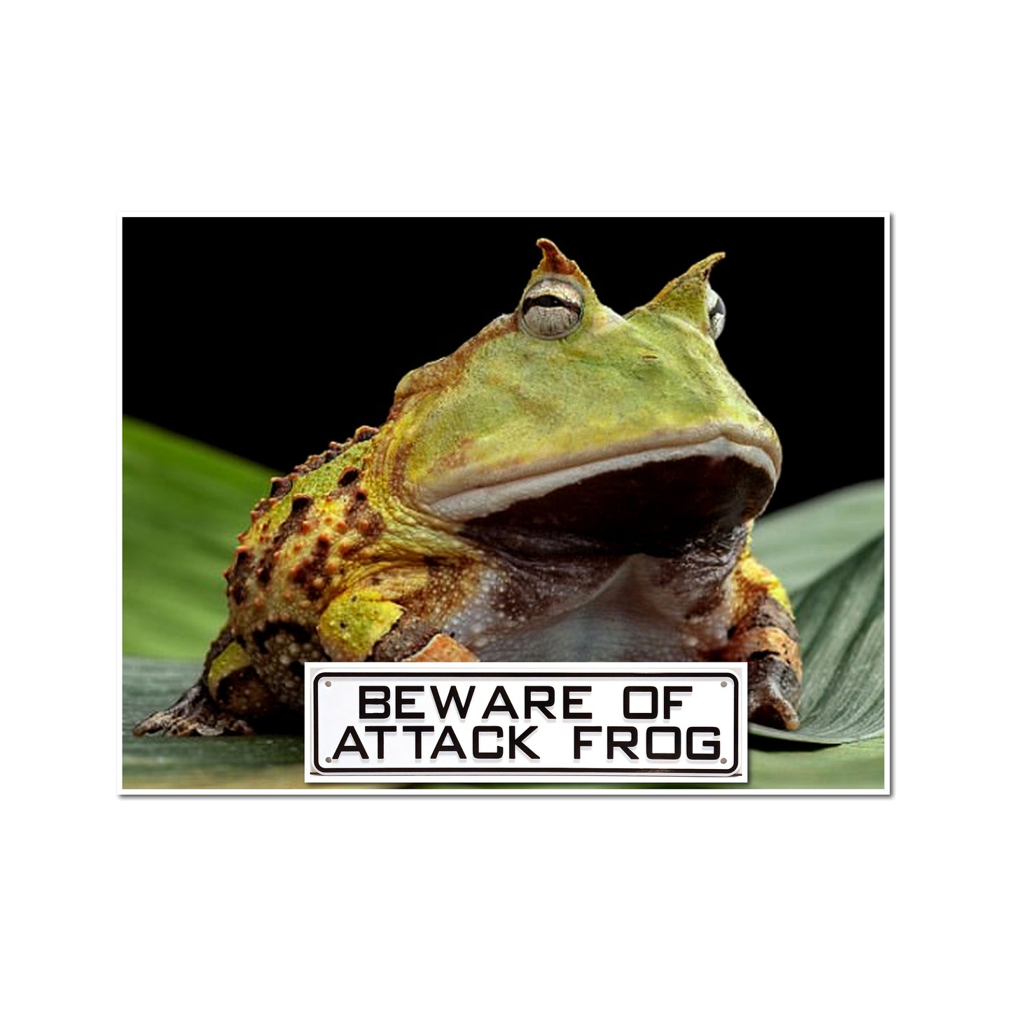 Beware of Attack Frog Sign Solid Plastic 12 X 3