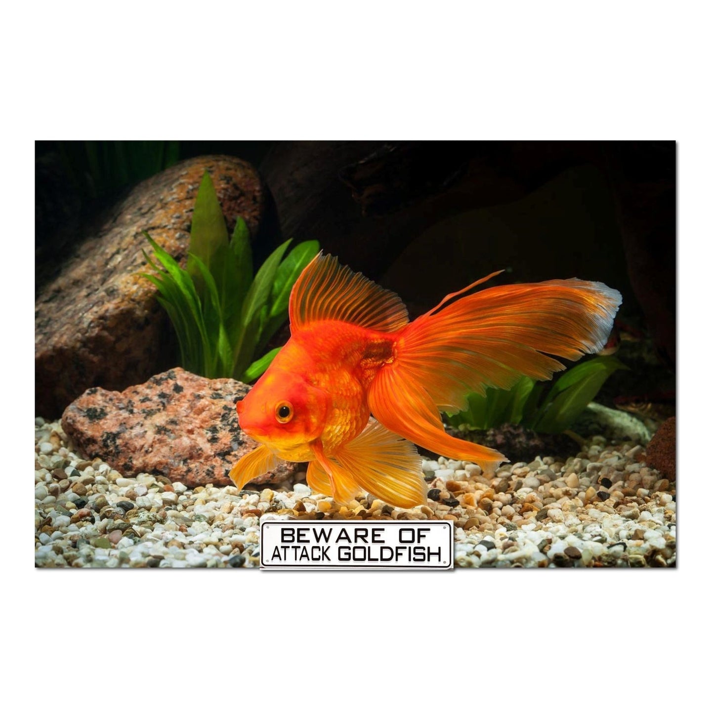 Beware Of Attack Goldfish Sign Solid Plastic 12 X 3