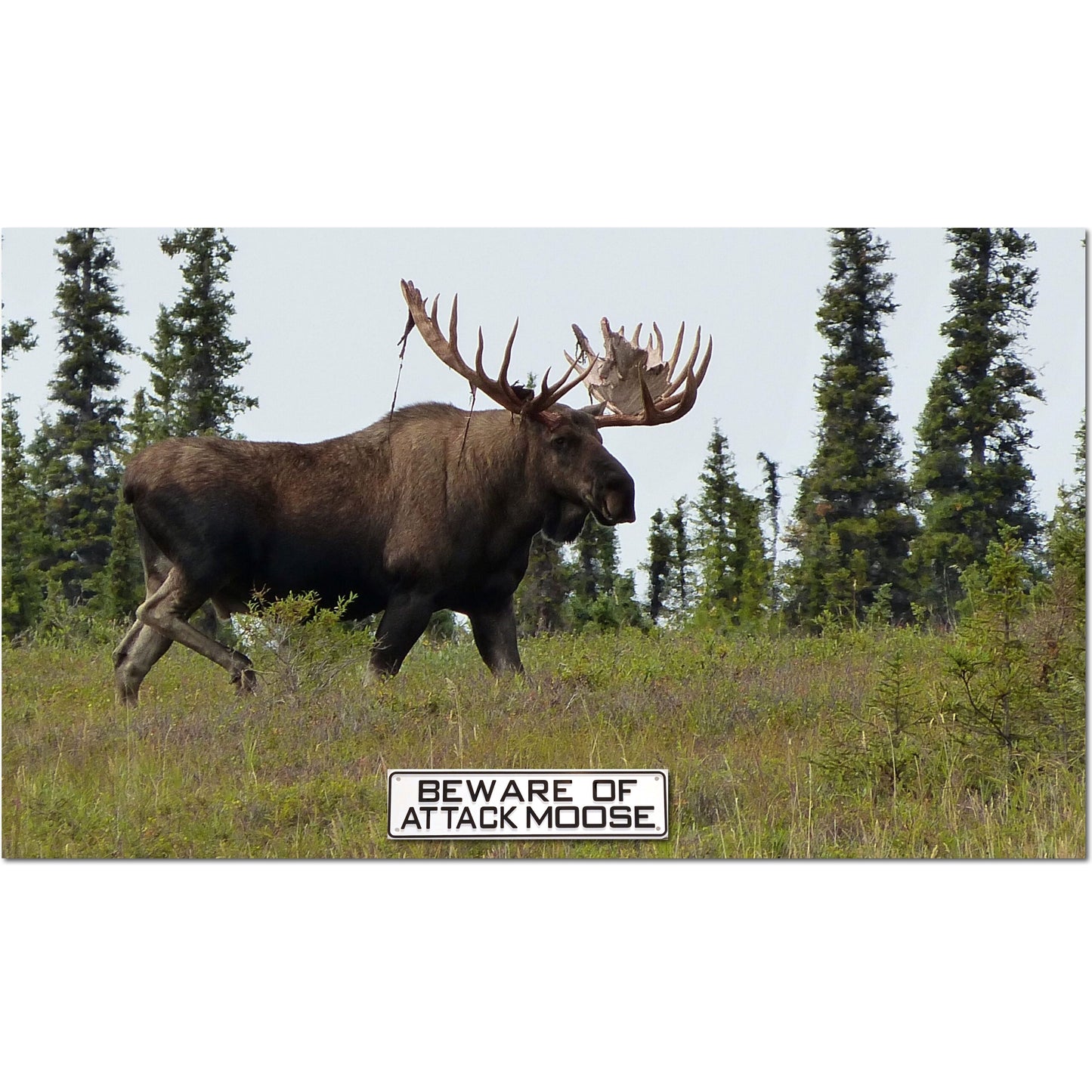 Beware of Attack Moose Sign Solid Plastic 12 X 3
