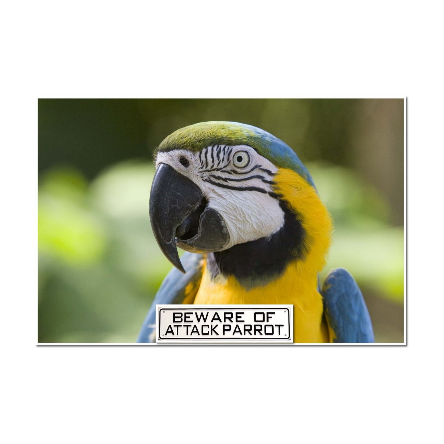 Beware Of Attack Parrot Sign Solid Plastic 12 X 3
