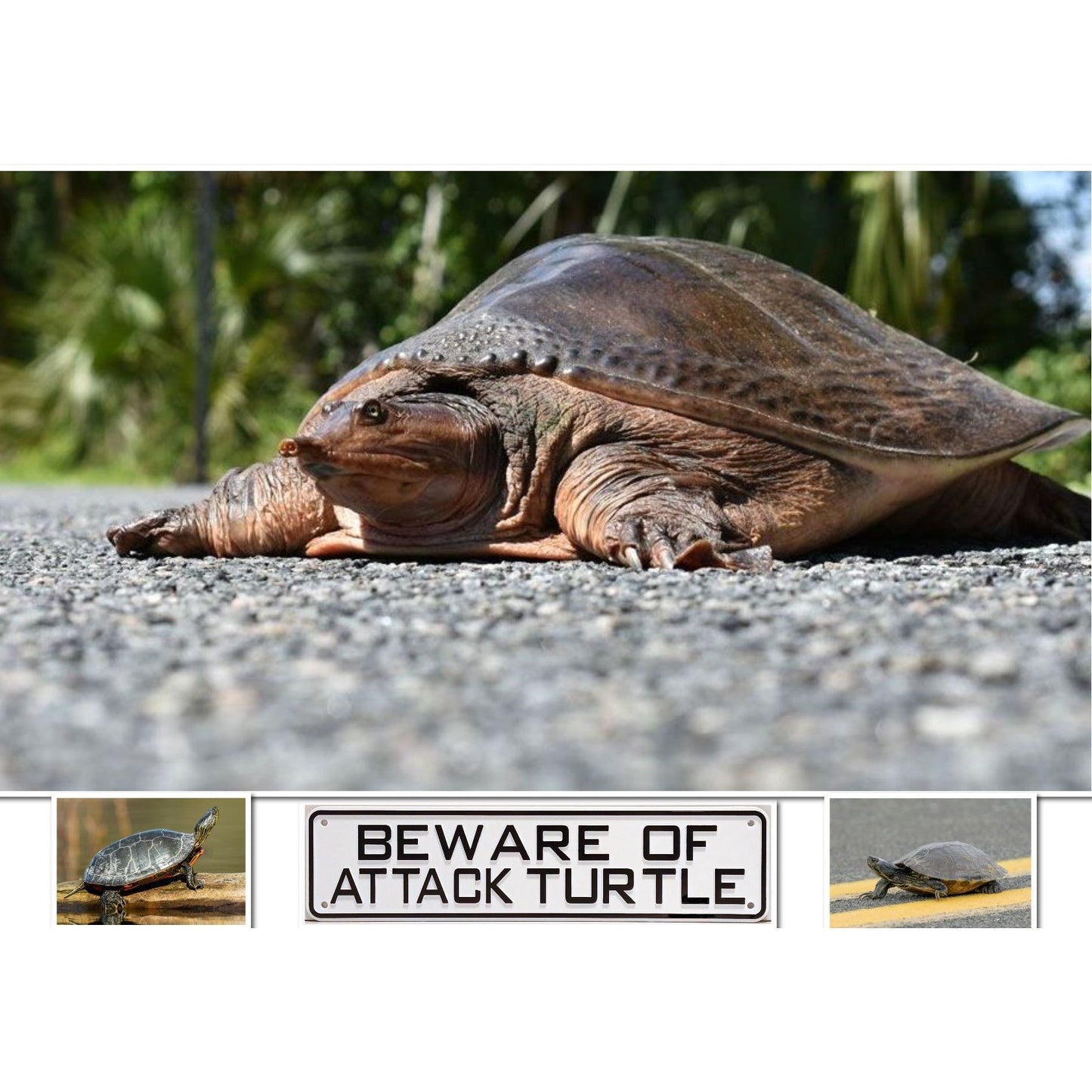 Beware of Attack Turtle Sign Solid Plastic 12 X 3