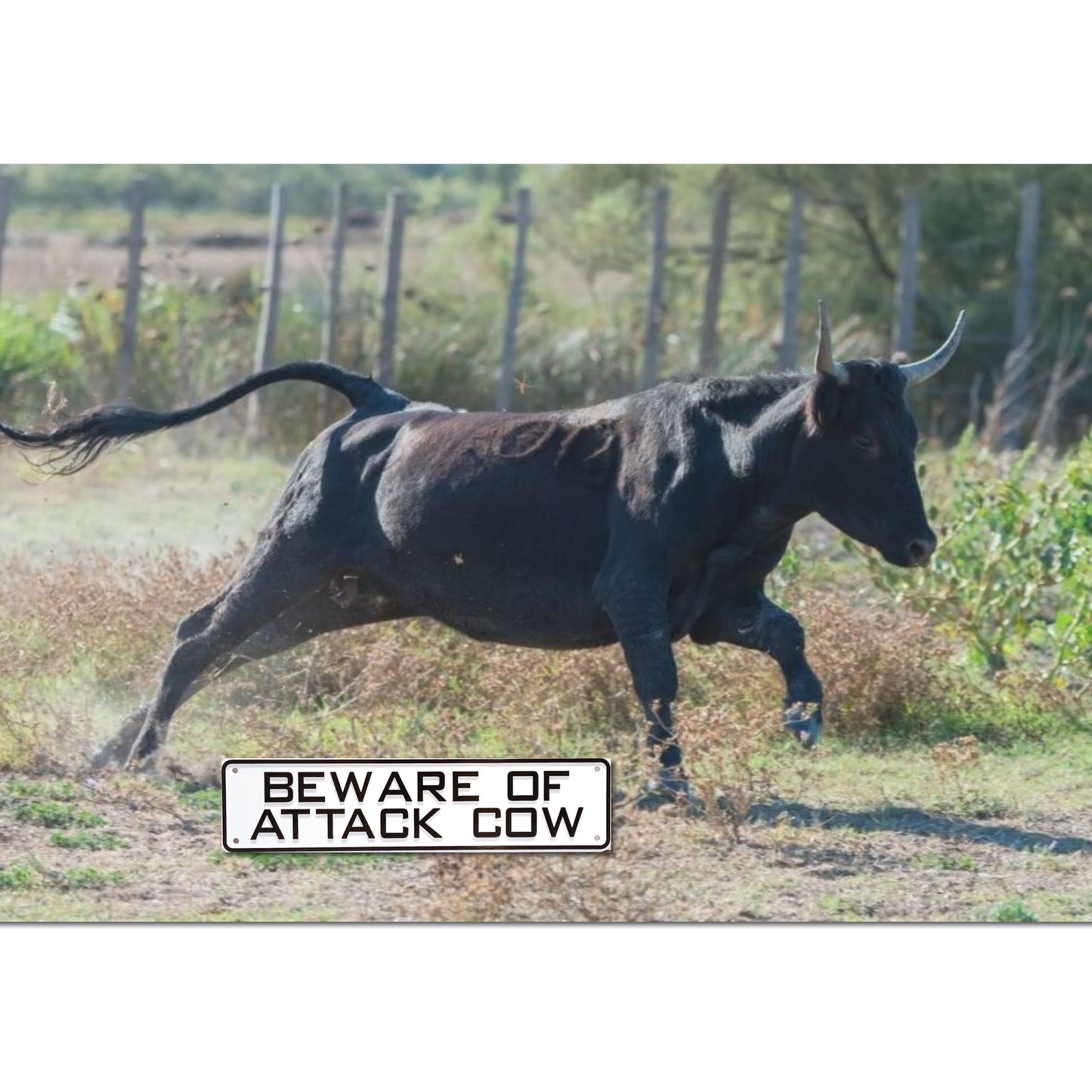 Beware Of Attack Cow Sign Solid Plastic 12 X 3